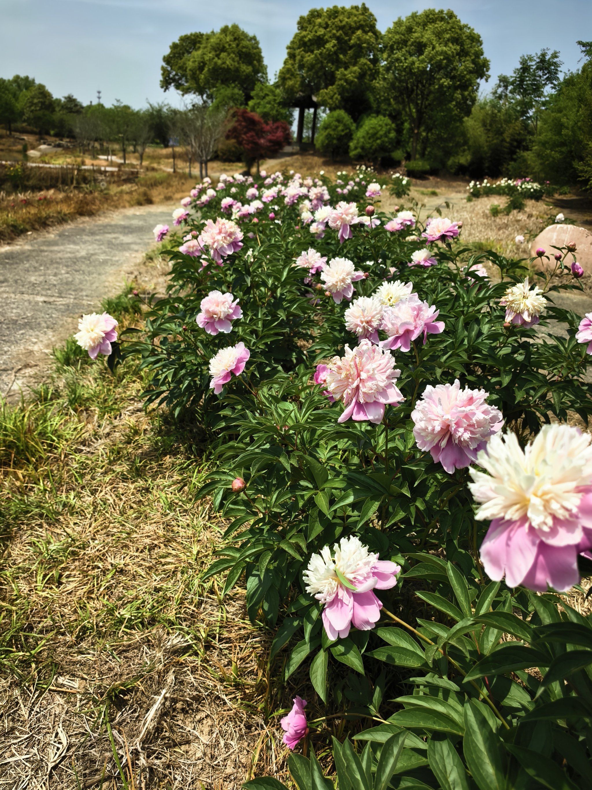 扬州芍药园