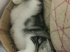 -伟伟宠物医院·CT影像中心·瑞派犬猫综合性门诊(汉口总院)