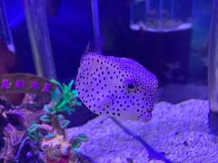 -太平洋海底世界