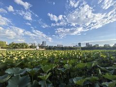 -莲花池公园