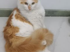 -艾贝尔宠物医院·狂犬免疫点(江山金象城店)