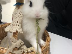 -RU DUCK柯尔鸭公社·撸鸭俱乐部·羊驼·小香猪