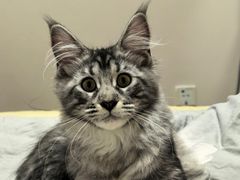 -欣宠猫屋·矮脚拿破仑·蓝金金渐层