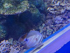 -上海大自然野生昆虫馆(东方明珠·爬宠昆虫探索中心)