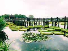 -荷塘月色湿地公园·向阳花洲