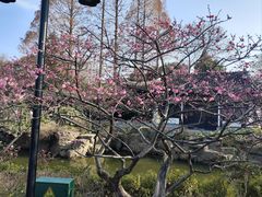 -红梅公园