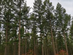 -塞罕坝国家级自然保护区