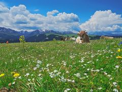 -新疆那拉提国家旅游度假区