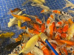 -昆明大悦城未来动物城(螺蛳湾中心店)