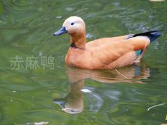 -北京动物园