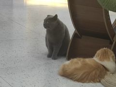 -喵园·猫主题咖啡厅·撸猫·猫咖(国贸店)