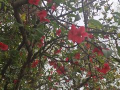 -两河城市森林公园