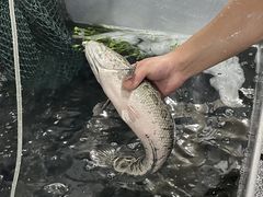 -大理.老字号渝记酸萝卜乌鱼(古城总店)