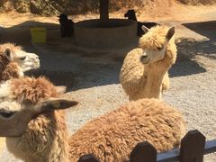 -泉州海丝野生动物世界