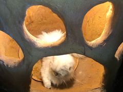 -猫猫幼稚园·撸猫·桌游·电玩