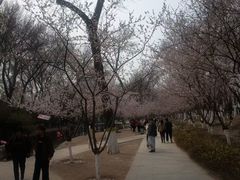 -桃花堤公园
