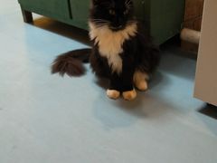 -猫色咖啡·猫咖