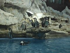 -帝企鹅自助餐厅•儿童岛•真企鹅(长隆企鹅酒店)