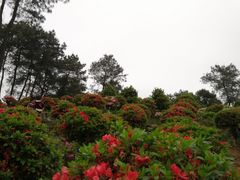 -南山植物园