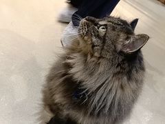 -藏猫猫咖啡主题馆(中央大道店)