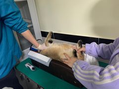 -安安宠医·安宠宠物医院