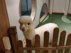 -藦茜花园宠物主题亲子互动体验馆(国顺东路店)