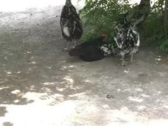 -森林公园(尖草坪区)
