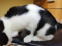 -艾贝尔宠物医院·24H转诊中心·肿瘤猫专科(江宁双龙店)
