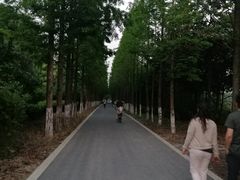 -昆山城市生态森林公园