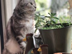 猫咪咖啡-海边的猫和咖啡馆