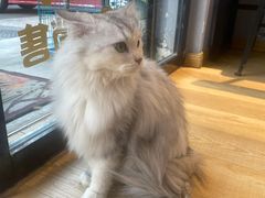 -Meowの猫咖(万家丽店)