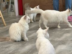 -楼上猫咖(罗湖店)