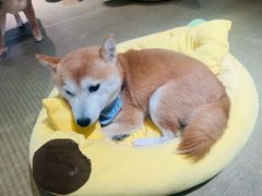 -逗柴咖啡屋·狗咖猫咖宠物桌游