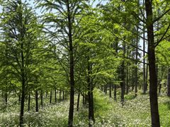 -黄海国家森林公园