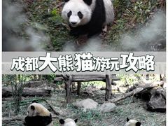 -成都大熊猫繁育研究基地