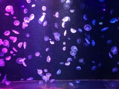 -锦艺城海洋馆