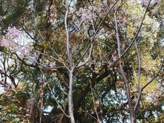 -乌山风景区