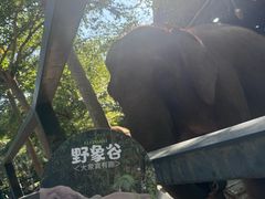 -野象谷景区