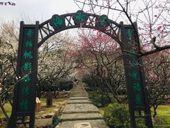 -香雪海
