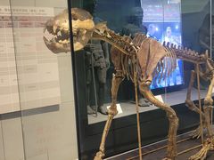 -北京周口店北京人遗址博物馆