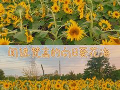 -上海辰山植物园