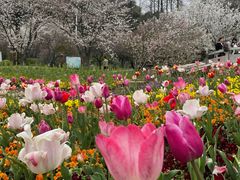 -苏州上方山国家森林公园