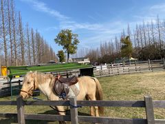 -前小桔亲子创意农场·草莓采摘·露营烧烤