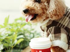 -星巴克(成都科学城店)