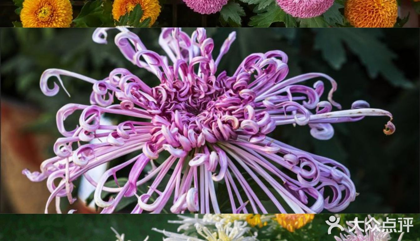 婀娜多姿  争奇斗艳  2021共青菊花展