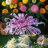 婀娜多姿  争奇斗艳  2021共青菊花展