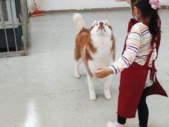 -星多哈·狗咖·拼豆·咖啡