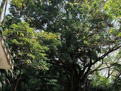 -九龙公园