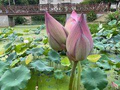 -荷花公园