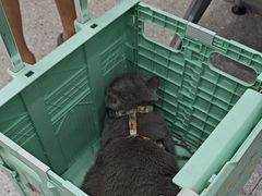 -四月宠物医院·猫专科·心脏专科·内科(转塘店)